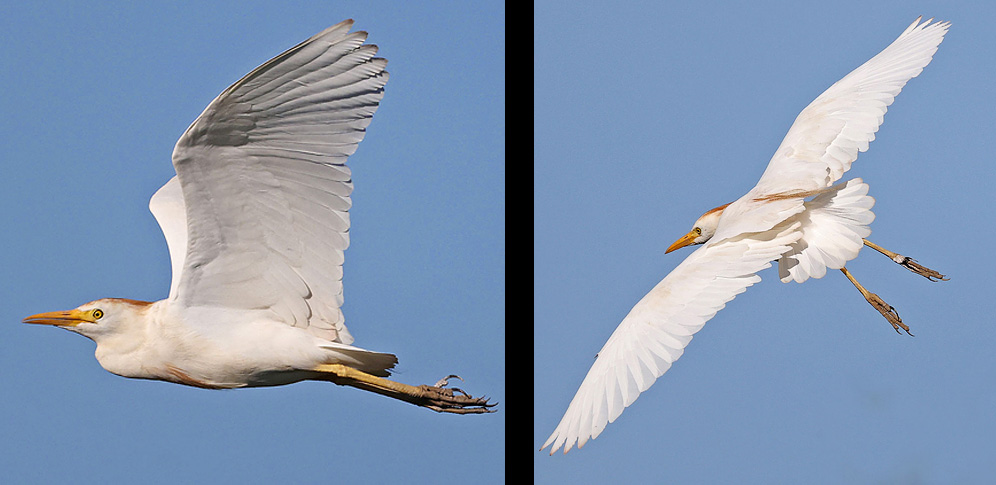 Cattle Egret
